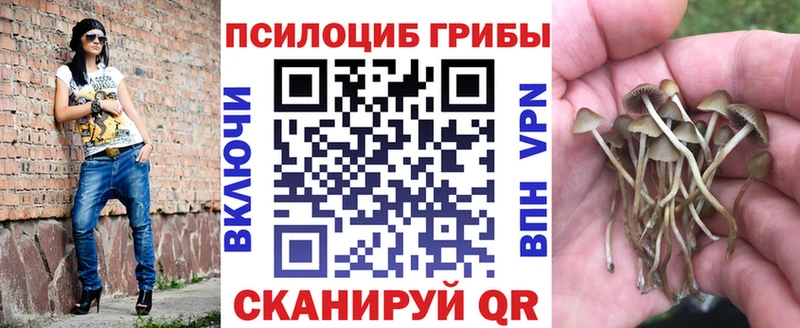 Галлюциногенные грибы Psilocybe  площадка наркотические препараты  Кубинка 